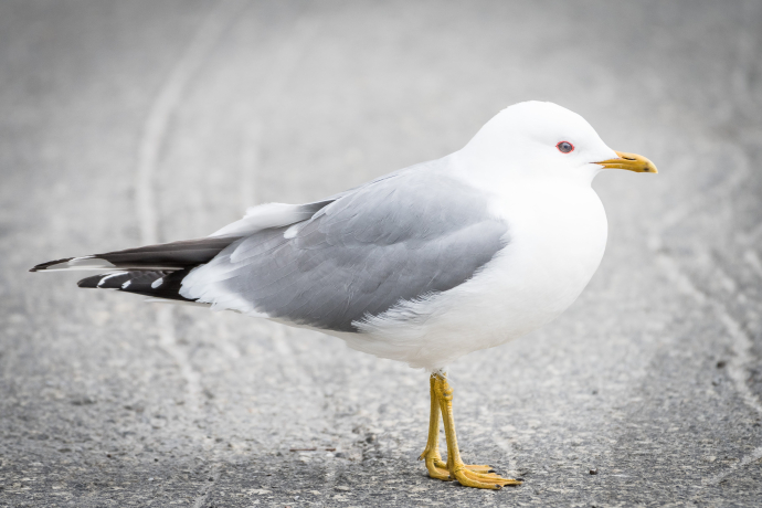Goéland cendré marchant sur le bitume